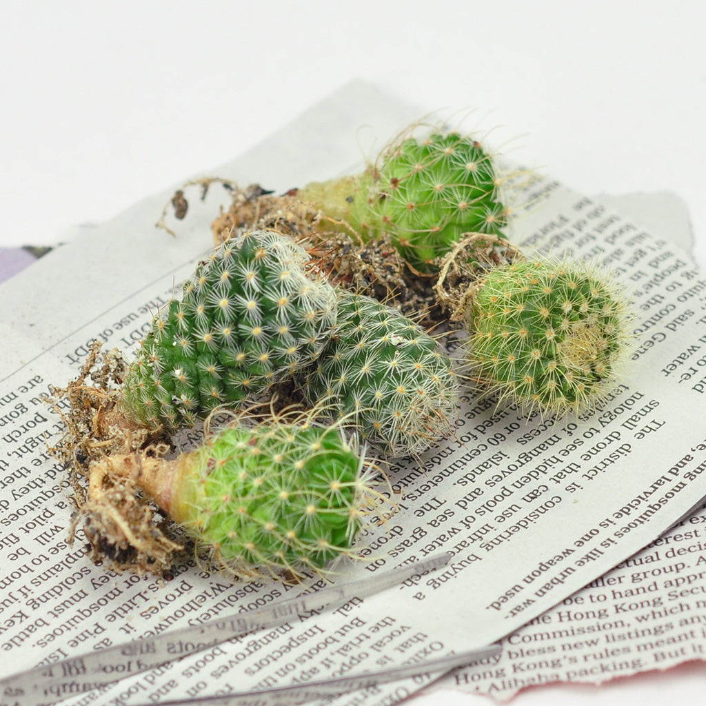 Golden Barrel Cactus - Growing a Long Time Companion