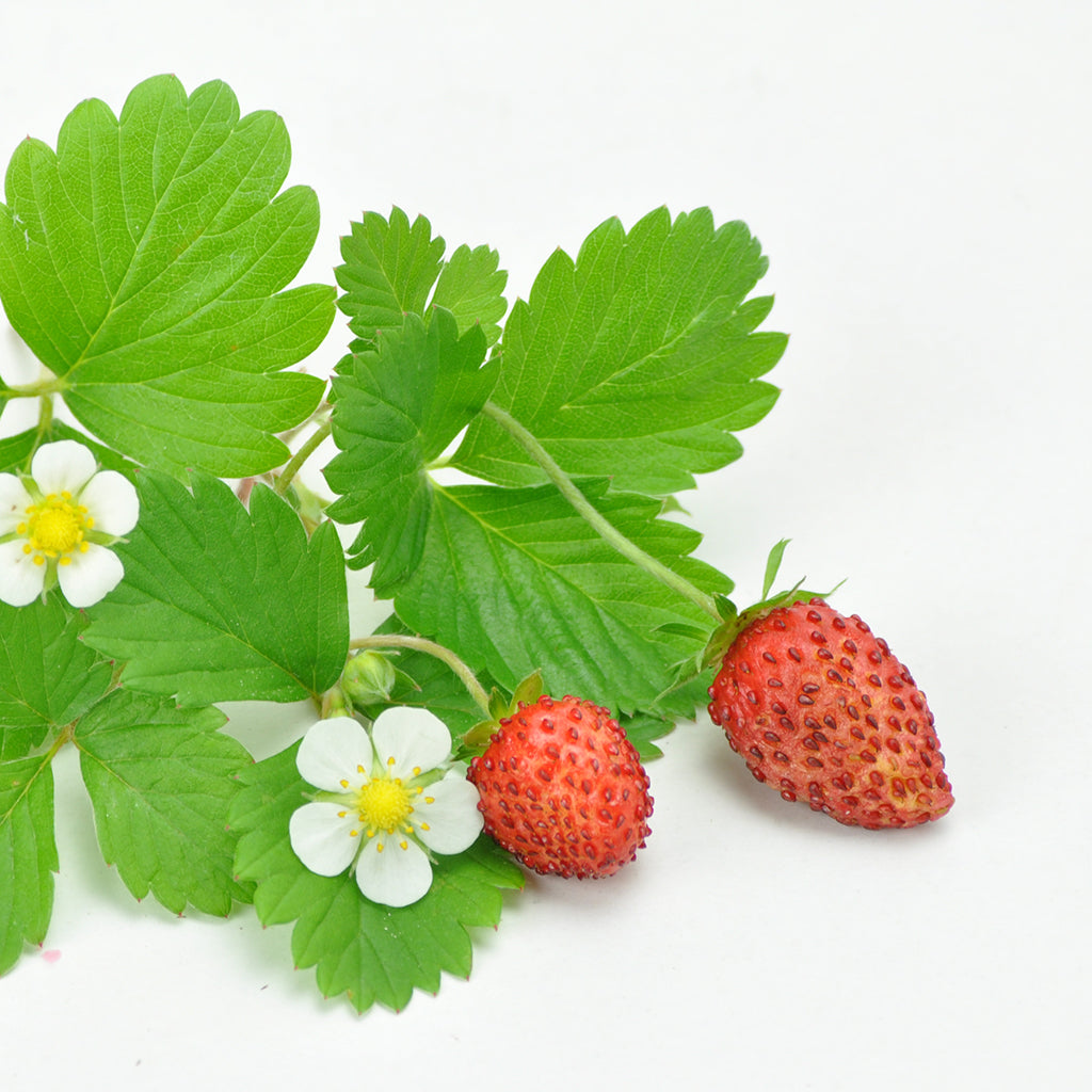 Growing Red and Delicious Wild Strawberries