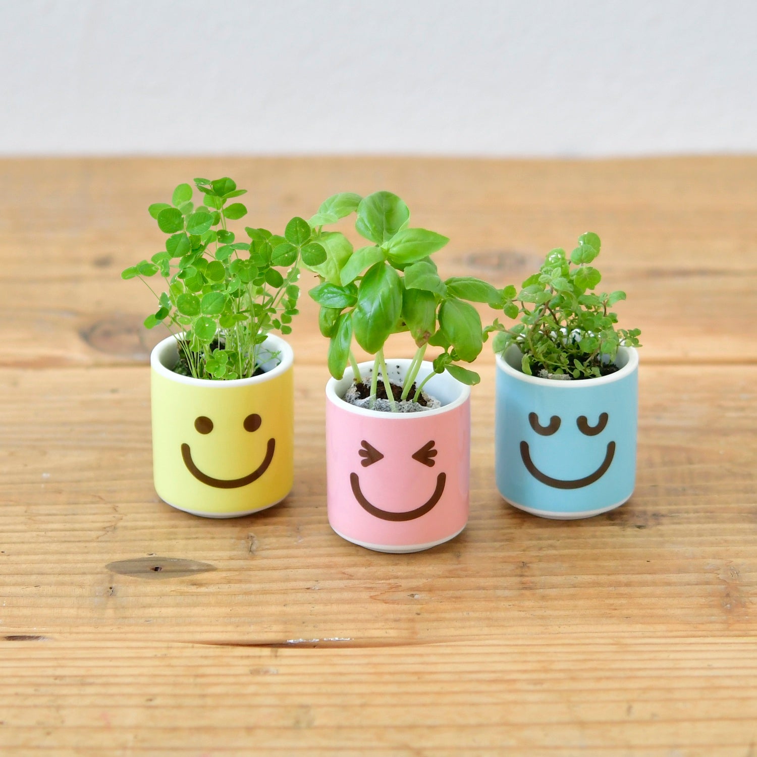 GD1003_HappyPlant_3024x.jpg?v=