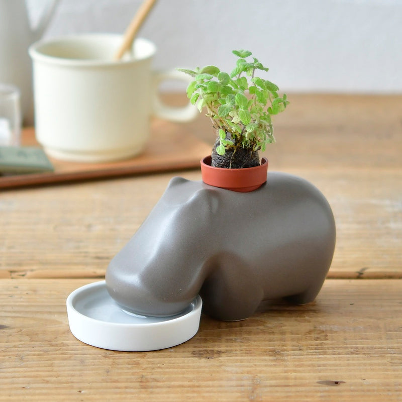 Hippoplant [Hippo + Plant]