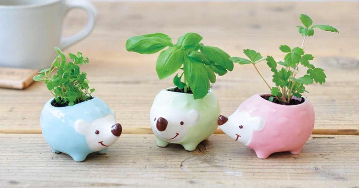 Cute & clever plant and herb growing kits.