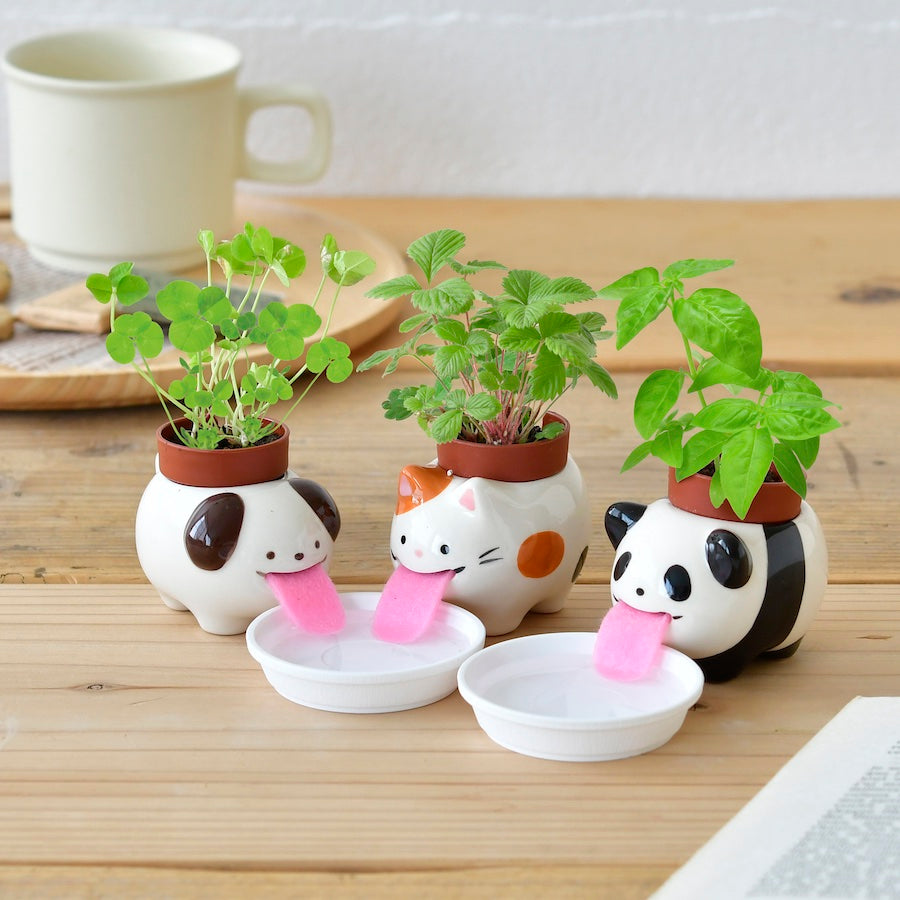 Panda Peropon Planter Kit