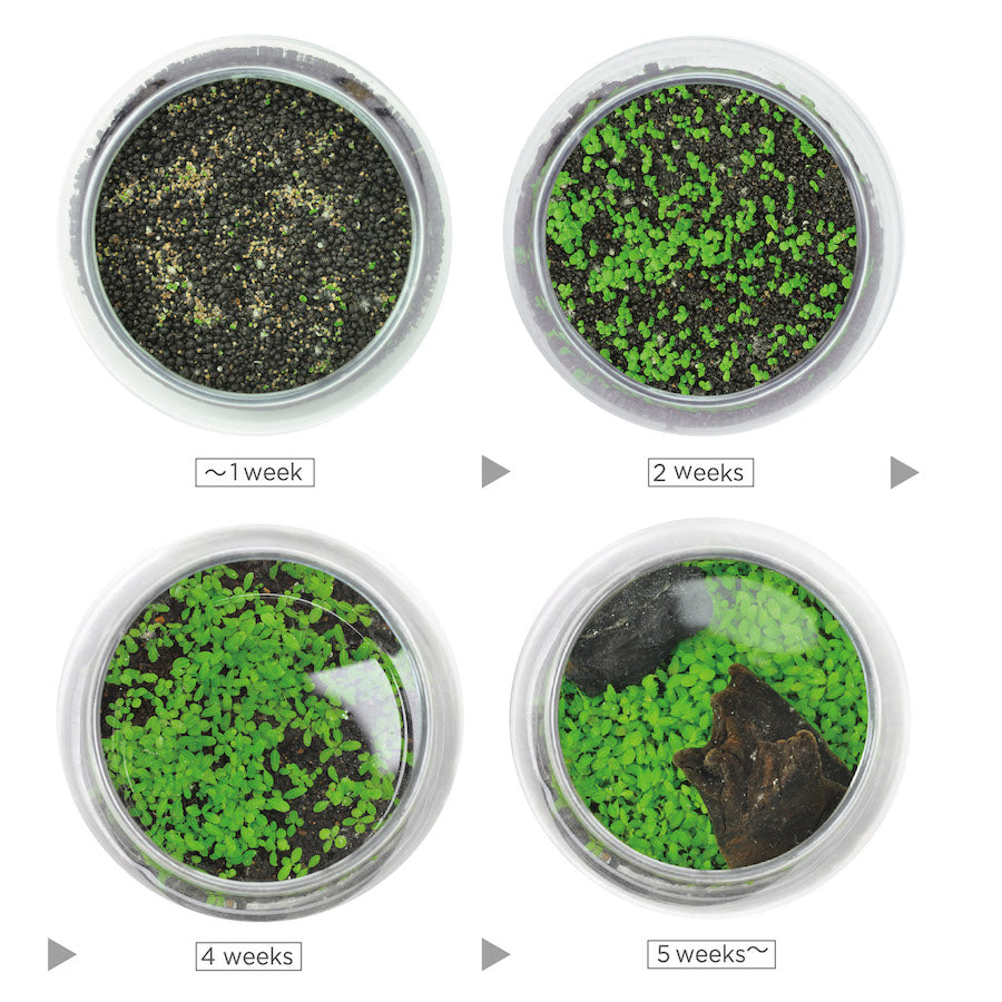 Water Garden Plant Aquarium Kit