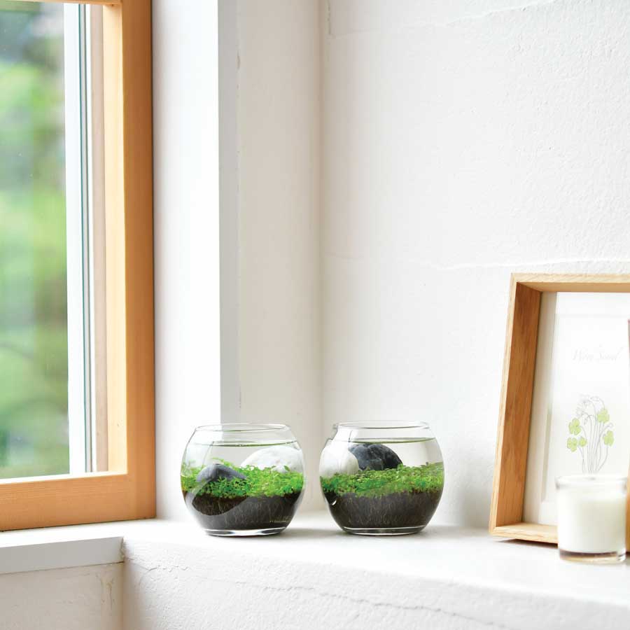 aquarium water for indoor plants Water Garden Kit